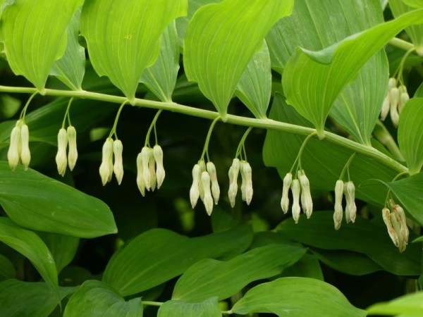 Salomonssiegel - Polygonatum Hybride ´Weihenstephan` 