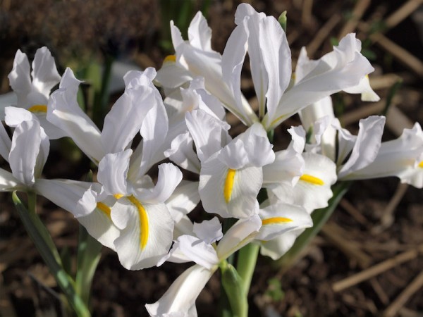 Iris reticulata White Caucasus