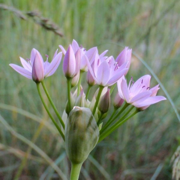 Allium unifolium
