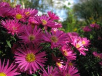 Kissenaster - Aster dumosus ´Starlight´ Kissenaster - Aster dumosus ´Starlight´