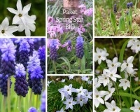Blumenzwiebelmix Spring Star - BIO Blumenzwiebelmix Spring Star - BIO