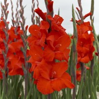 Gladiole ’Dador de Pan’ - BIO Gladiole ’Dador de Pan’ - BIO