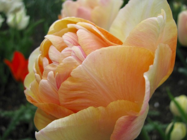 Tulpe Charming Beauty