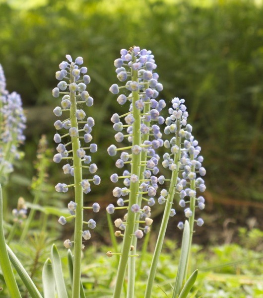 Muscari armeniacum 'Saffier' 15 Stück