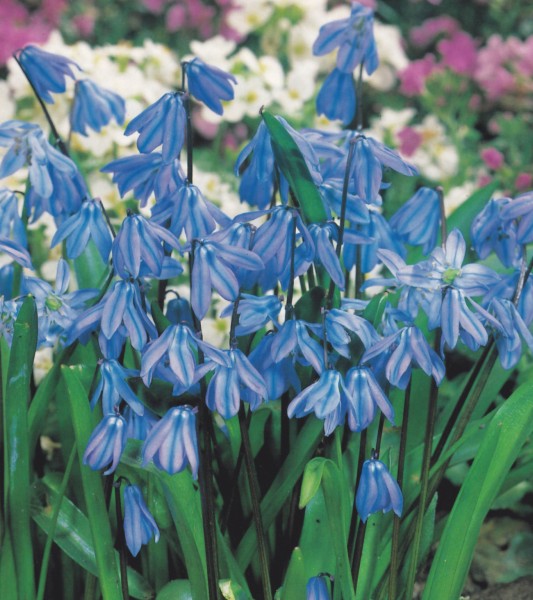 Scilla siberica 'Spring Beauty' 20 Stück