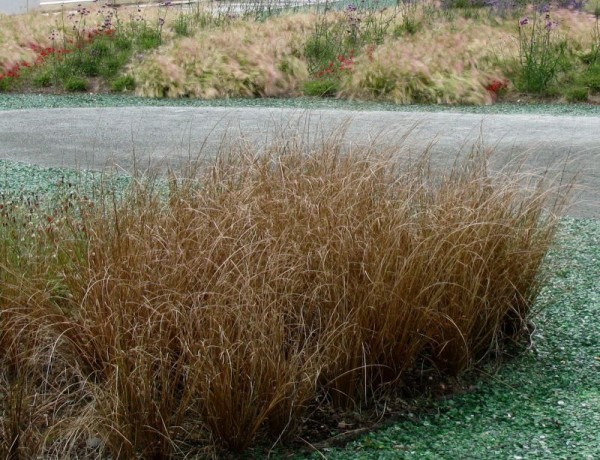 Fuchsrote Segge - Carex buchananii