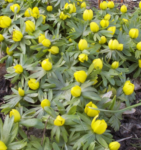 Eranthis cilicica 100 Stück