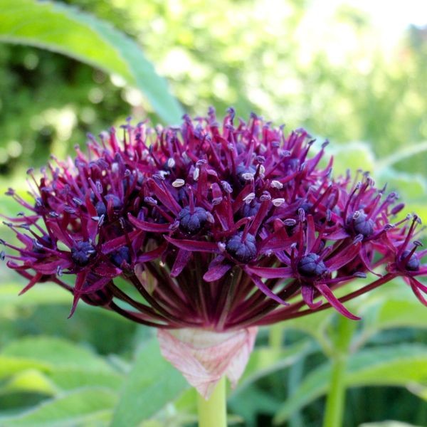 Allium atropurpureum