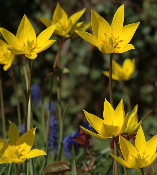 Tulpe Sylvestris