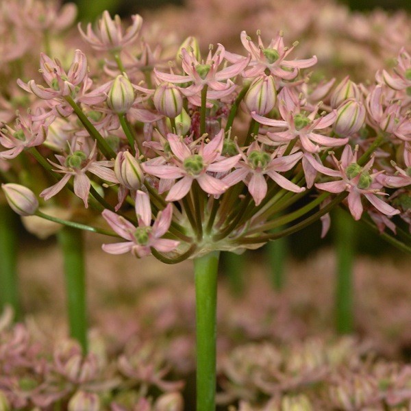 Allium 'Pink Jewel'