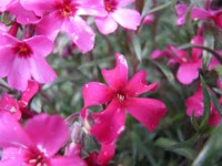 Polster-Flammenblume - Phlox Douglasii-Hybr.´Ochsenblut` Polster-Flammenblume - Phlox Douglasii-Hybr.´Ochsenblut`