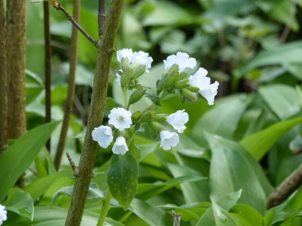 Geflecktes Lungenkraut - Pulmonaria officinalis ´Sissinghurst Whithe´