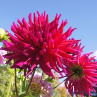 Dahlie Orfeo Dahlie Orfeo