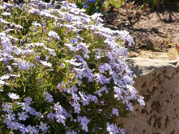 Polster-Flammenblume - Phlox subulata 'Emerald Cushion Blue'