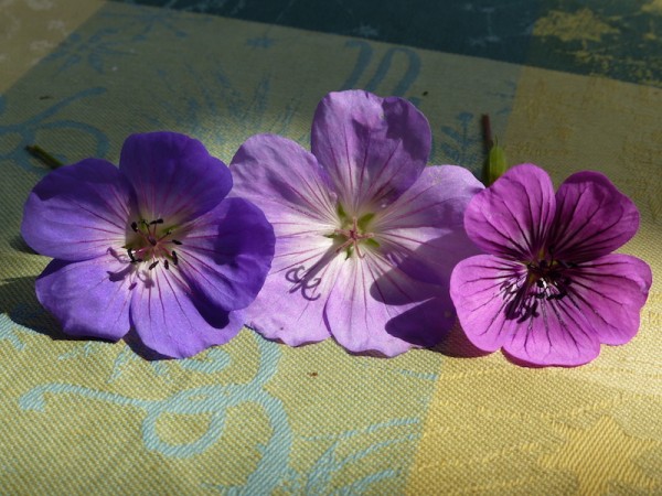 von links: Geranium Rozanne, Azure Rush, Pink Penny