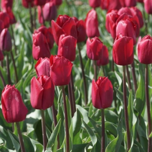 Tulpe 'Strong Love' - BIO