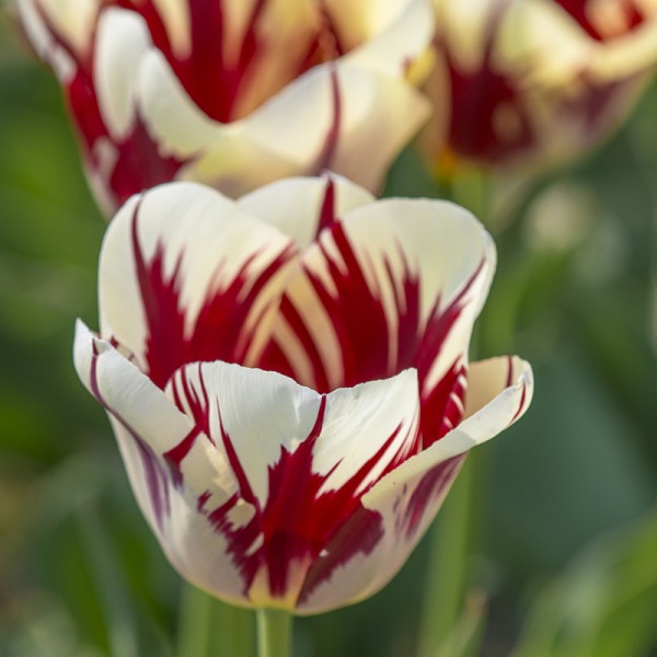 Tulpe Grand Perfection