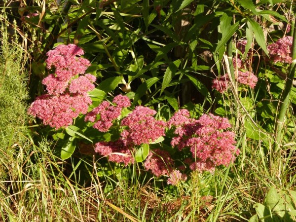 Hohe Fetthenne - Sedum Telephium-Hybr. `Herbstfreude`