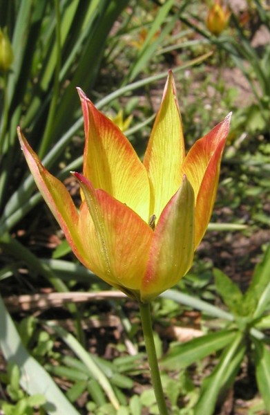Tulpe Orphanidea Flava