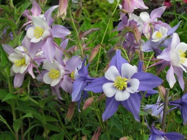 Langspornige Akelei - Aquilegia Caerulea-Hybr. ‘Blue Star’