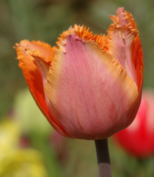 Tulpe Aleppo