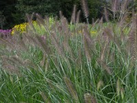 Lampenputzergras - Pennisetum alopecuroides 'Hameln' Lampenputzergras - Pennisetum alopecuroides 'Hameln'
