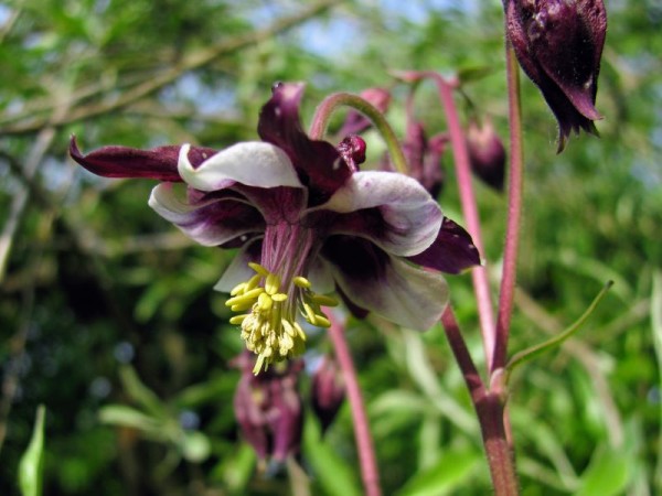 Kurzsporige Akelei - Aquilegia vulgaris ‘William Guinness’