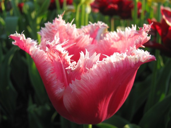 Tulpe Bell Song