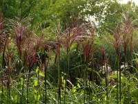 Chinaschilf - Miscanthus sinensis ‘Ferner Osten’ Chinaschilf - Miscanthus sinensis ‘Ferner Osten’