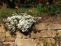 Schleifenblume - Iberis sempervirens ‘Fischbeck’  Schleifenblume - Iberis sempervirens ‘Fischbeck’