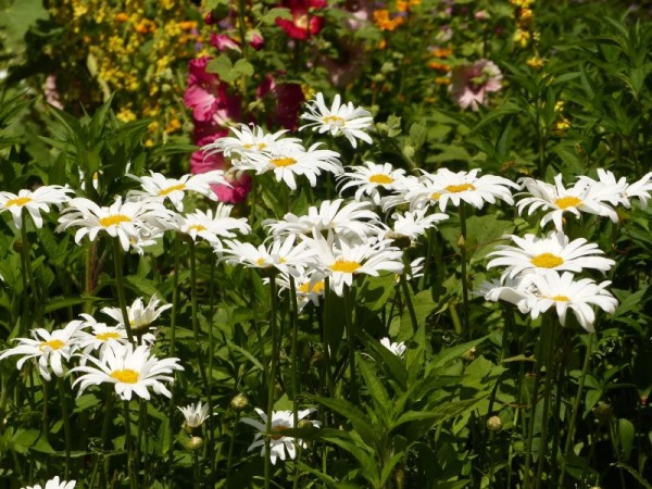 Sommer-Margerite / oder Großblumige Garten-Margerite - Leucanthemum superbum ‘Brightside’ 