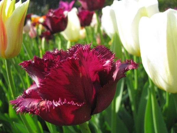 Tulpe Cuban Night