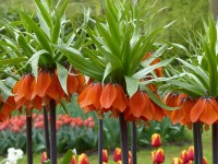 Rote Kaiserkrone Rote Kaiserkrone