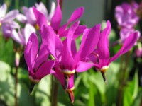 Götterblume oder Sternschnuppenblume - Dodecatheon meadia Götterblume oder Sternschnuppenblume - Dodecatheon meadia
