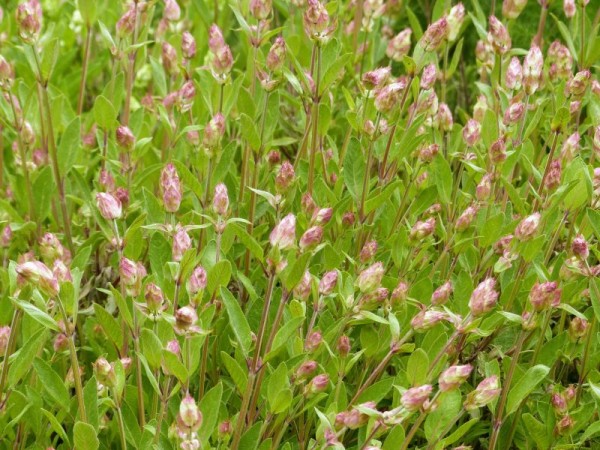 Gewürz-Salbei - Salvia officinalis