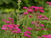 Rosa Schafgarbe - Achillea millefolium 'Heidi' Rosa Schafgarbe - Achillea millefolium 'Heidi'