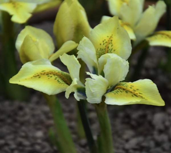 Iris reticulata 'North Star'