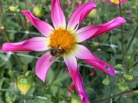 Vorschau: dahliePPVL28l6SAC74 Vorschau: dahliePPVL28l6SAC74