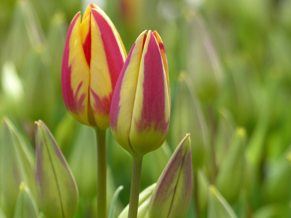 Tulpe Colour Spectacle