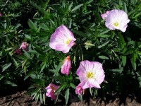 Rosa Nachtkerze - Oenothera speciosa ´Siskiyou` Rosa Nachtkerze - Oenothera speciosa ´Siskiyou`