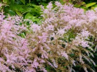 Kahle Zwerg-Spiere - Astilbe glaberrima ‘Sprite’ Kahle Zwerg-Spiere - Astilbe glaberrima ‘Sprite’