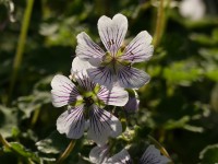 Kaukasus-Storchschnabel Kaukasus-Storchschnabel