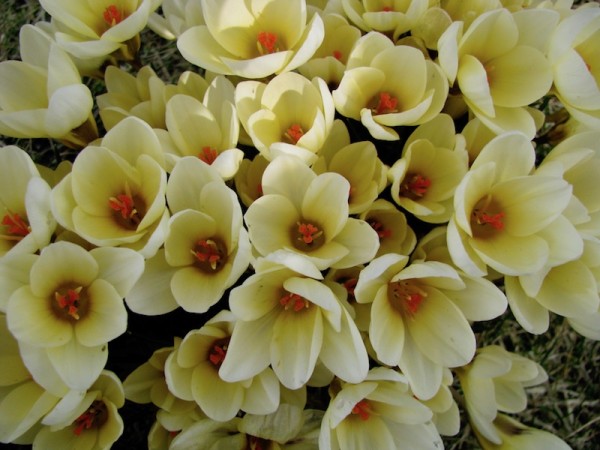Crocus chrysanthus 'Cream Beauty'