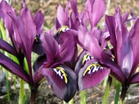 Iris reticulata 'J.S.Dijt' Iris reticulata 'J.S.Dijt'