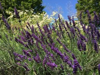 Lavendel - Lavandula angustifolia 'Dwarf Blue' Lavendel - Lavandula angustifolia 'Dwarf Blue'