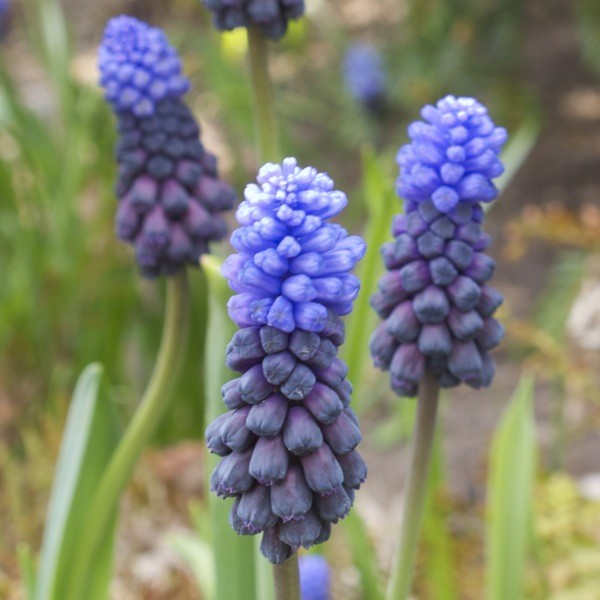 Muscari latifolium 30 Stück