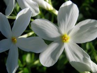 Polster-Flammenblume - Phlox subulata 'White Delight' Polster-Flammenblume - Phlox subulata 'White Delight'
