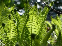 Trichter- oder Straußenfarn - Matteucia struthiopteris Trichter- oder Straußenfarn - Matteucia struthiopteris