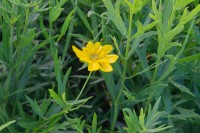 Palmblatt-Mädchenauge - Coreopsis palmata Palmblatt-Mädchenauge - Coreopsis palmata