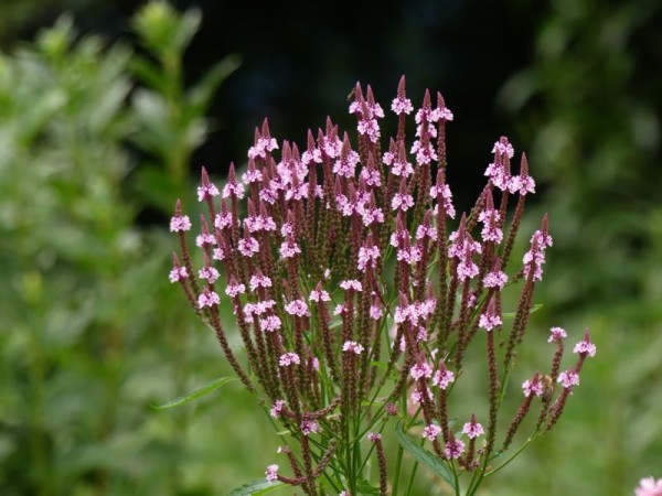 Lanzen-Eisenkraut - Verbena hastata `Rosea`